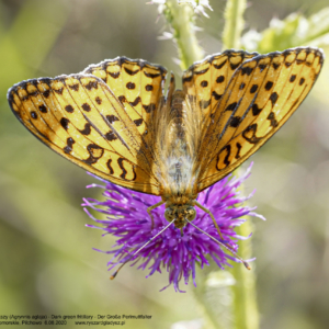 Dostojka aglaja, Agrynnis aglaja, Dark green fritillary, Der Große Perlmuttfalter