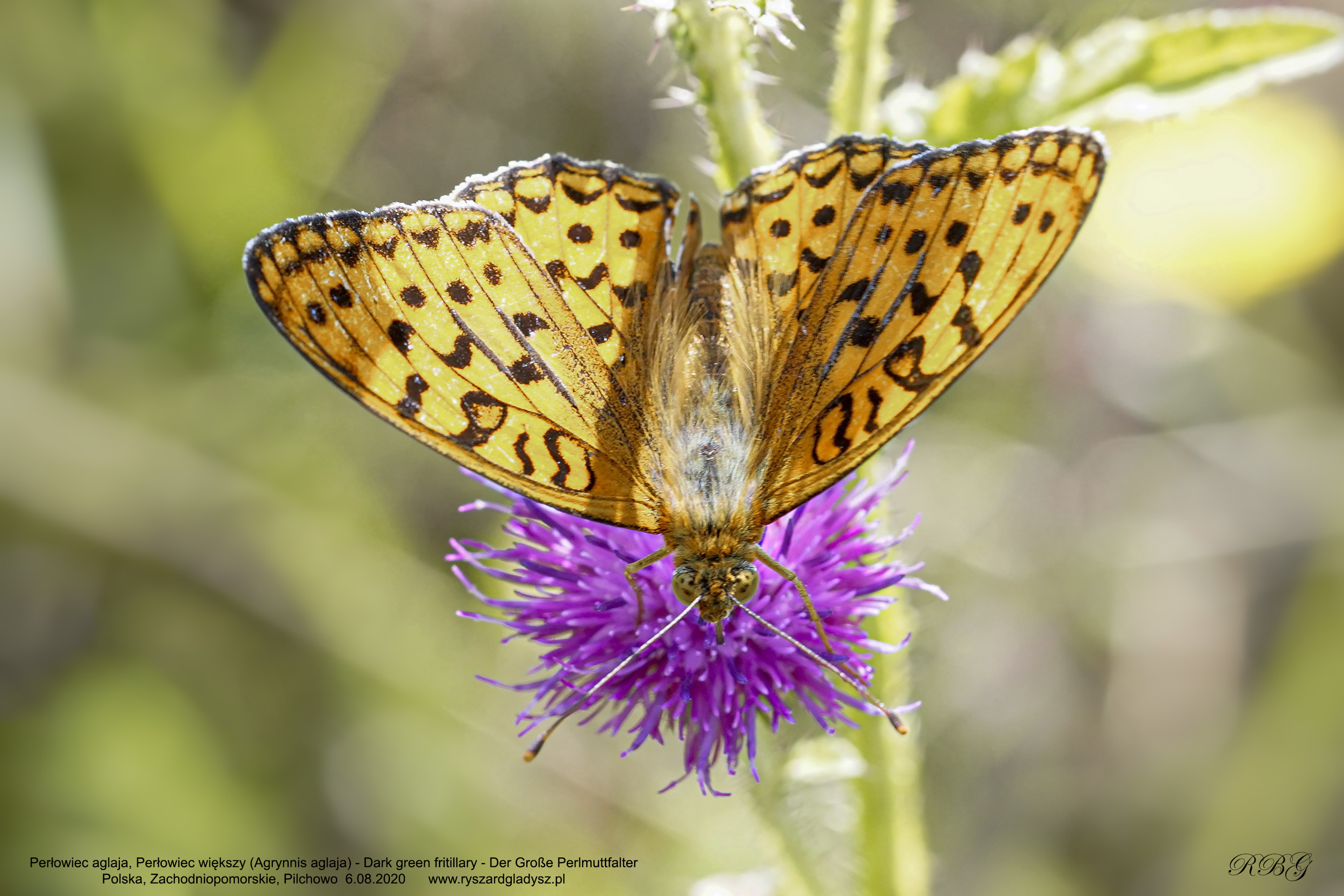 Dostojka aglaja, Agrynnis aglaja, Dark green fritillary, Der Große Perlmuttfalter