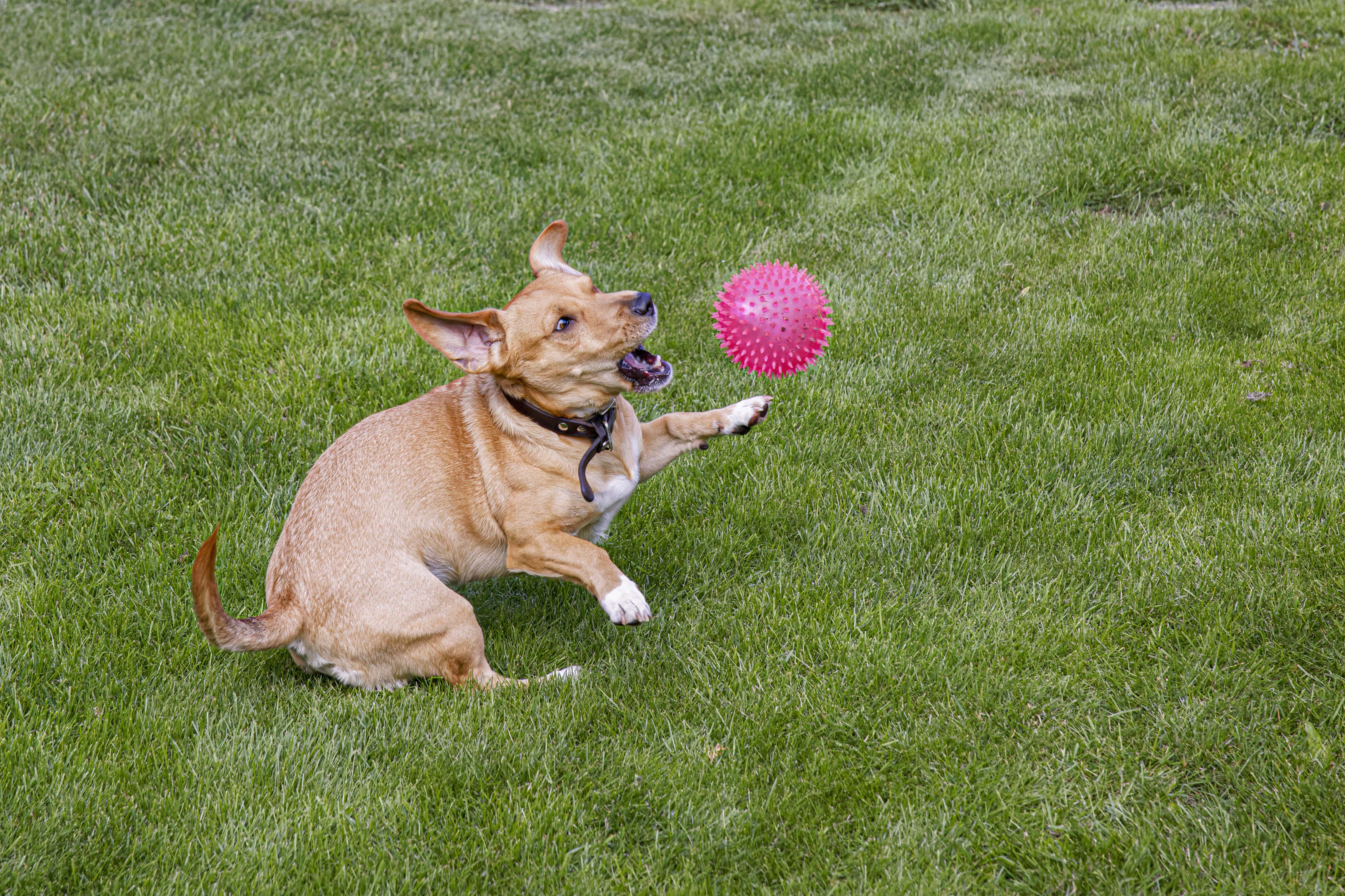 Pies, Canis lupus familiaris, Dog, Der Haushund, Собака