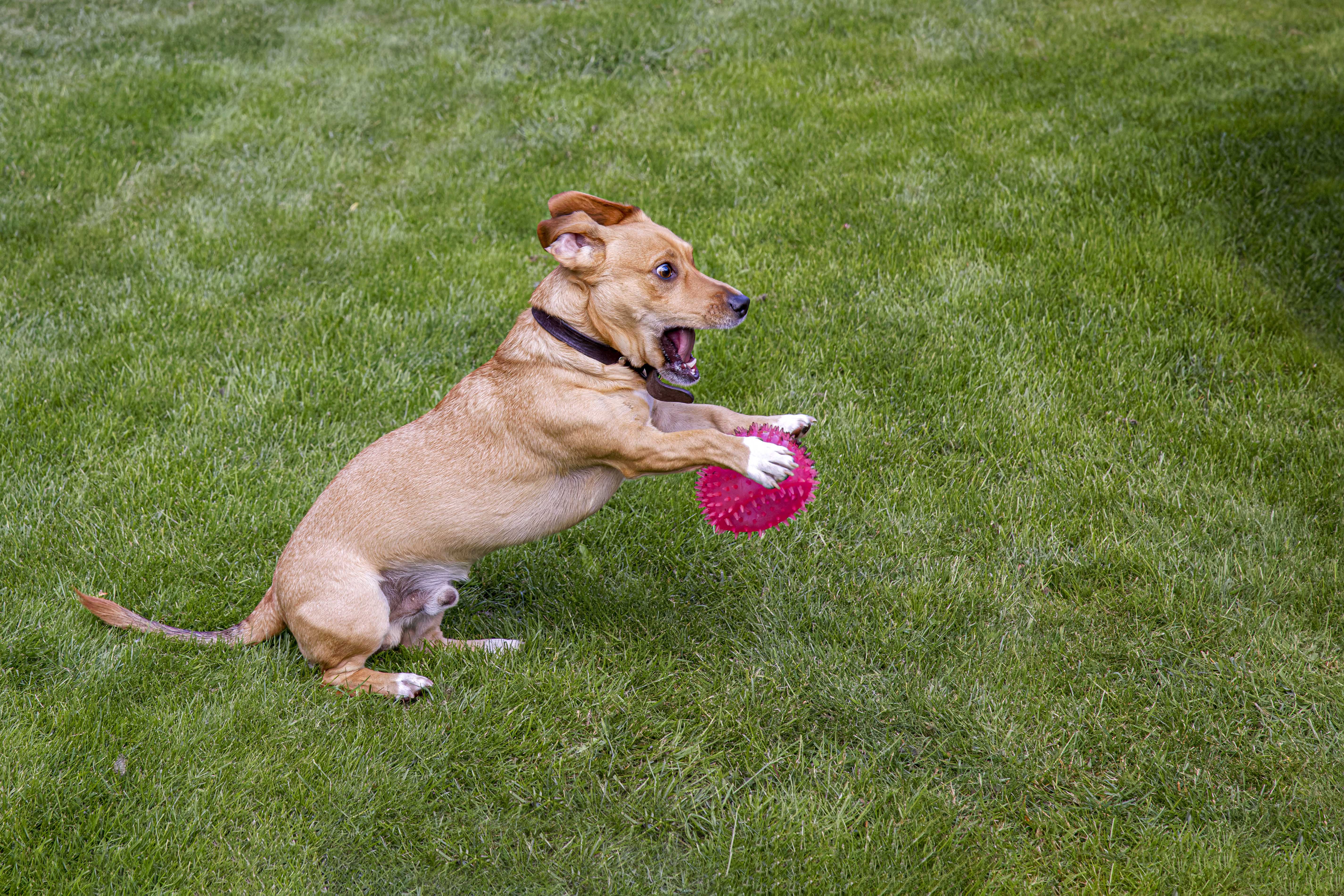 Pies, Canis lupus familiaris, Dog, Der Haushund, Собака