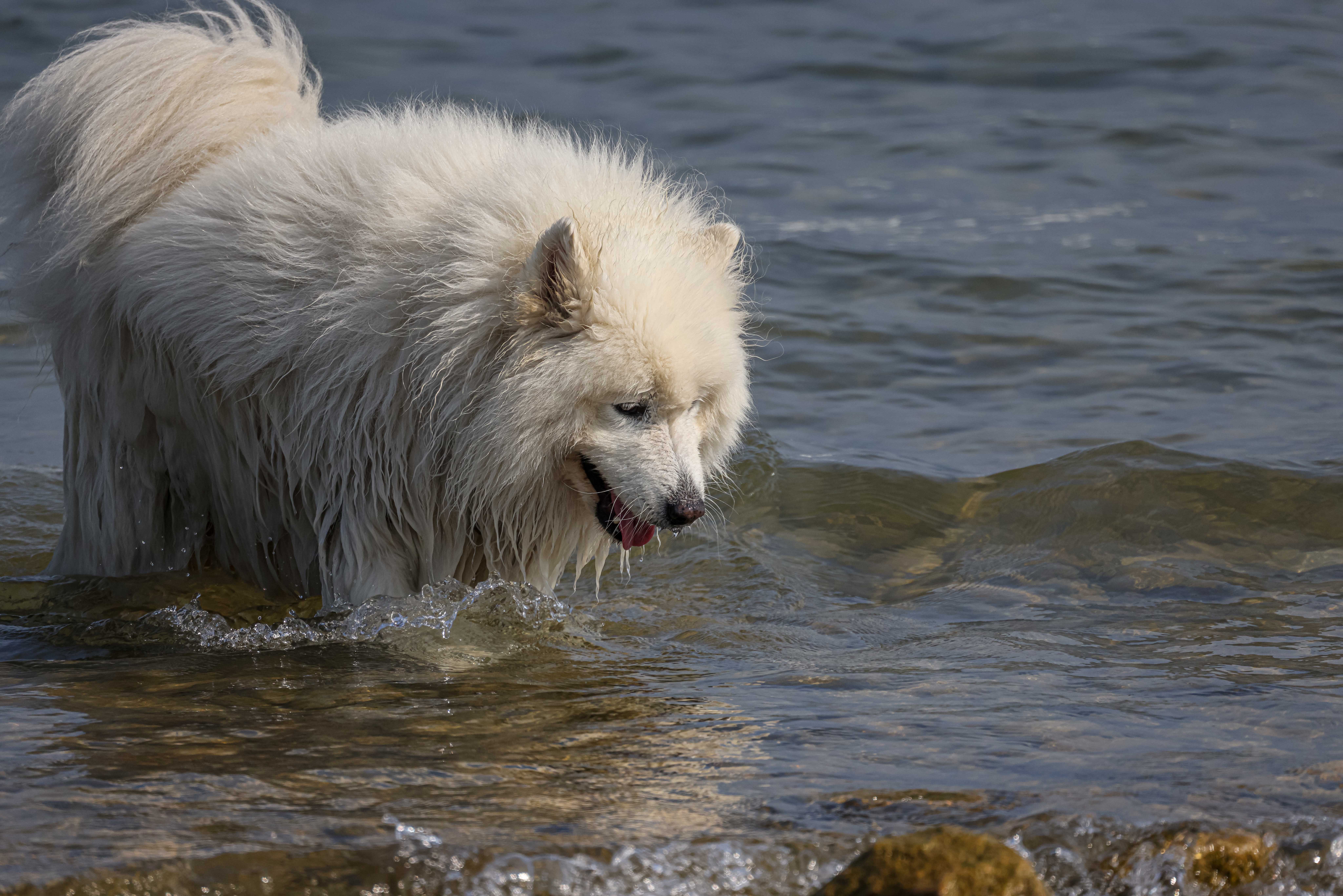 Pies, Canis lupus familiaris, Dog, Der Haushund, Собака