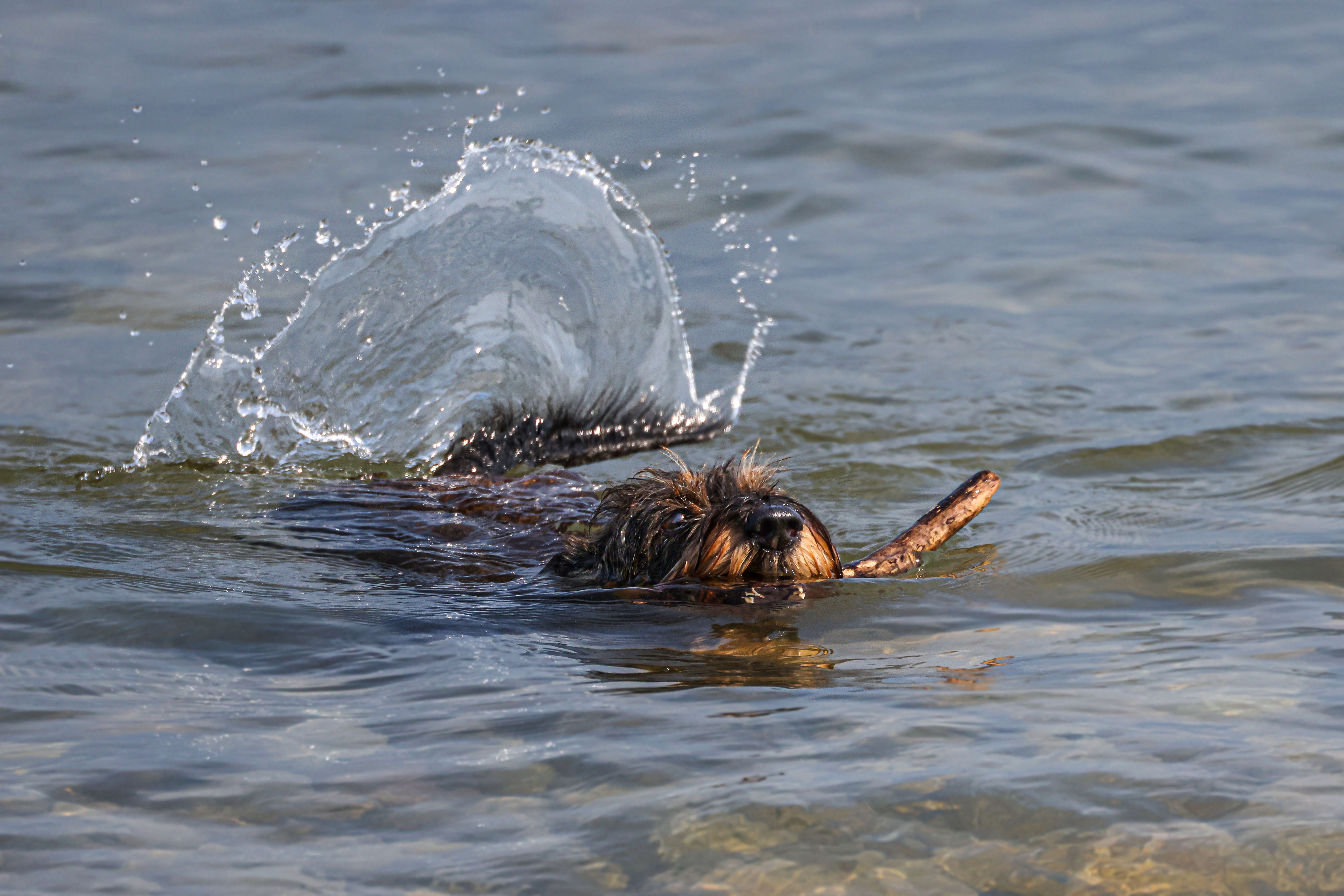 Pies, Canis lupus familiaris, Dog, Der Haushund, Собака