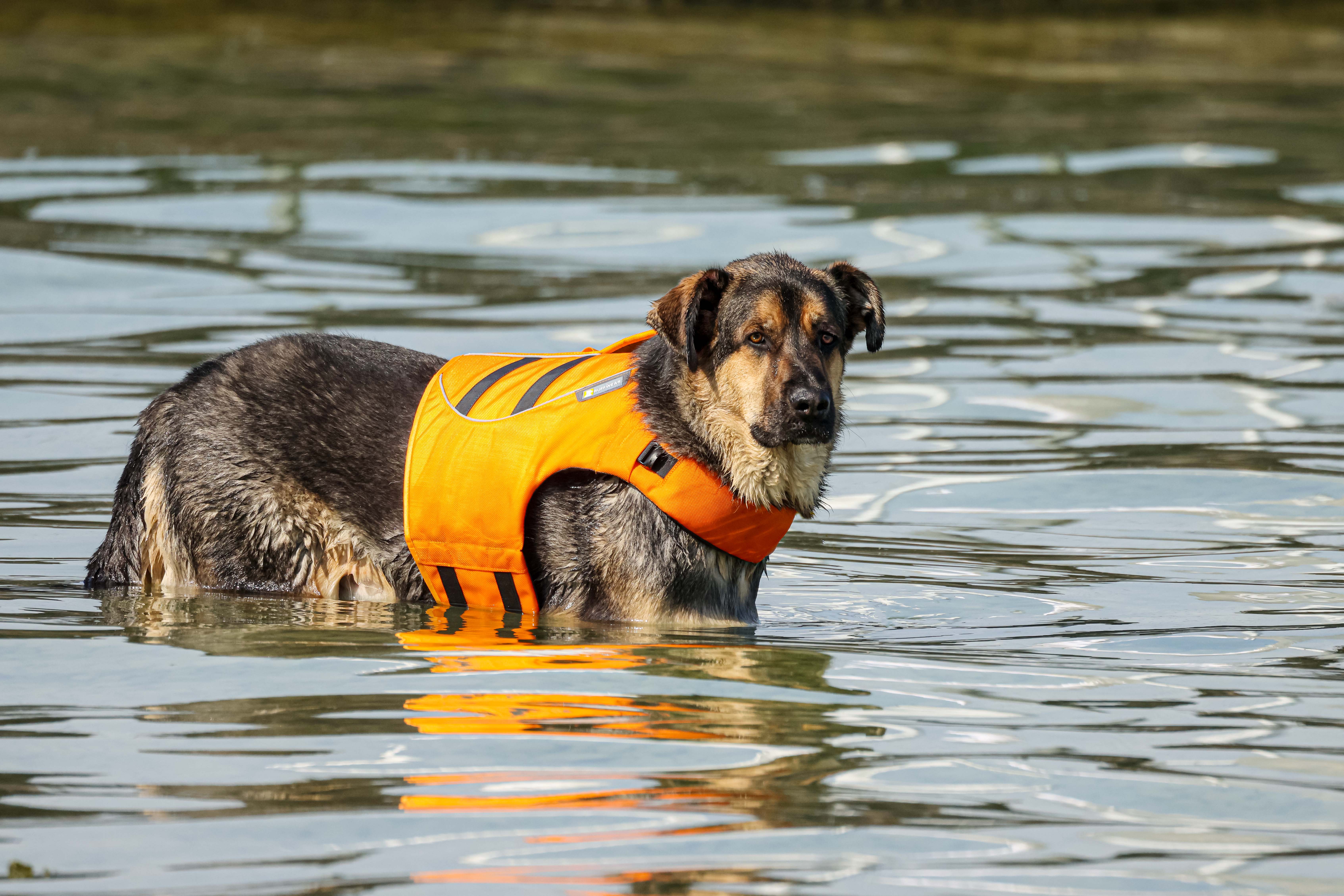 Pies, Canis lupus familiaris, Dog, Der Haushund, Собака