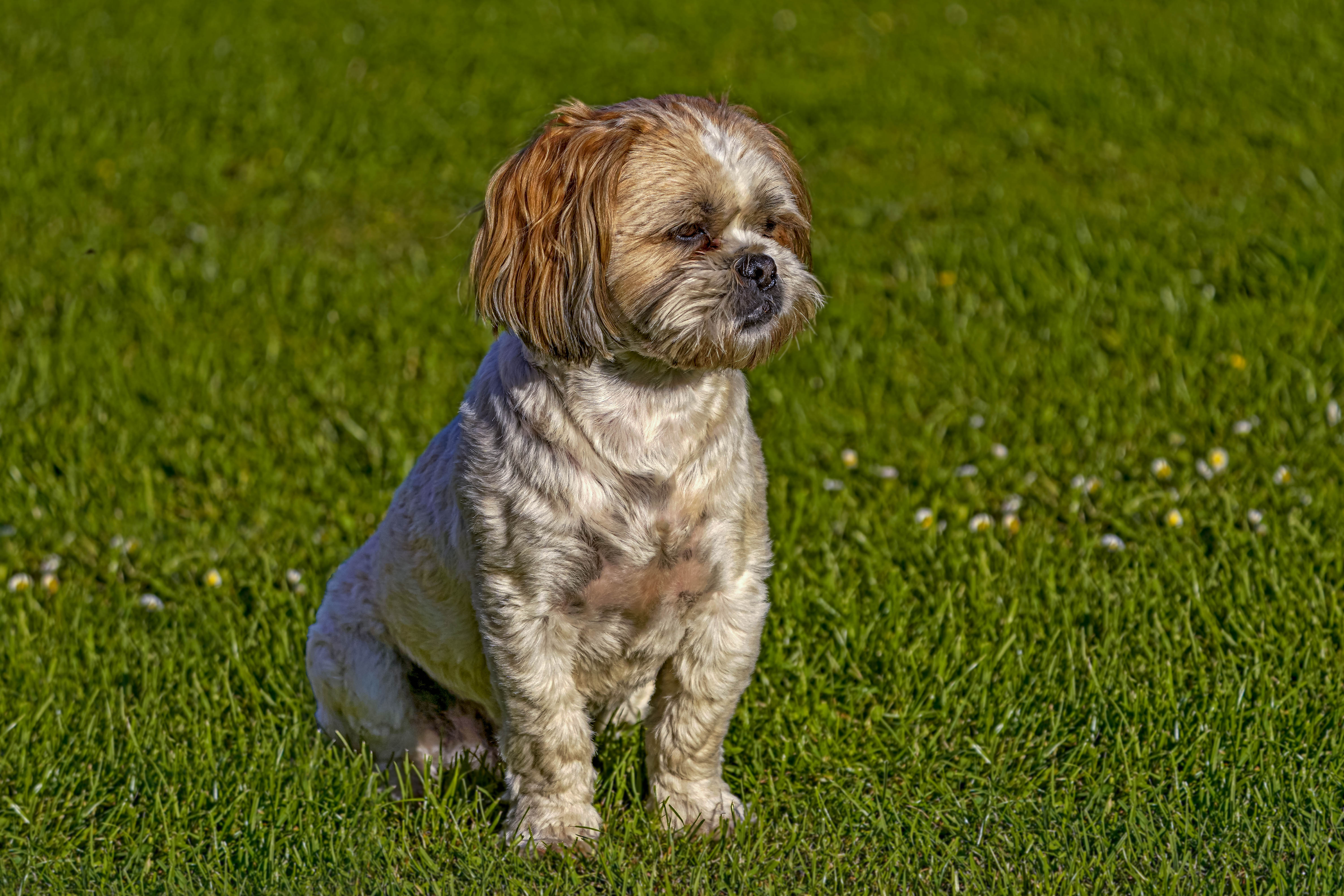 Pies, Canis lupus familiaris, Dog, Der Haushund, Собака