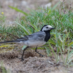 Pliszka siwa, Motacilla alba, White wagtail, Die Bachstelze, Белая трясогузка