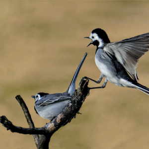 Pliszka siwa, Motacilla alba, White wagtail, Die Bachstelze, Белая трясогузка