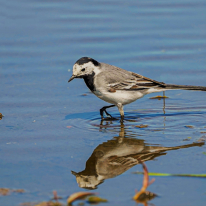 Pliszka siwa, Motacilla alba, White wagtail, Die Bachstelze, Белая трясогузка