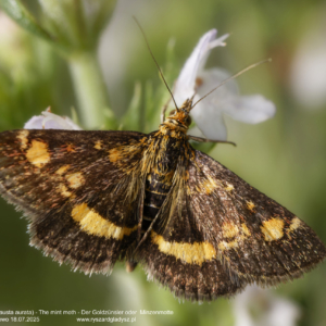 Płomienka złotowianka, Pyrausta aurata, The mint moth, Der Goldzünsler oder Minzenmotte Motyle, motyle nocne, ćmy, wachlarzykowate, Crambidae, Die Schmetterlinge, Nachtfalter, butterflies, moths, owady, insects, Insekten