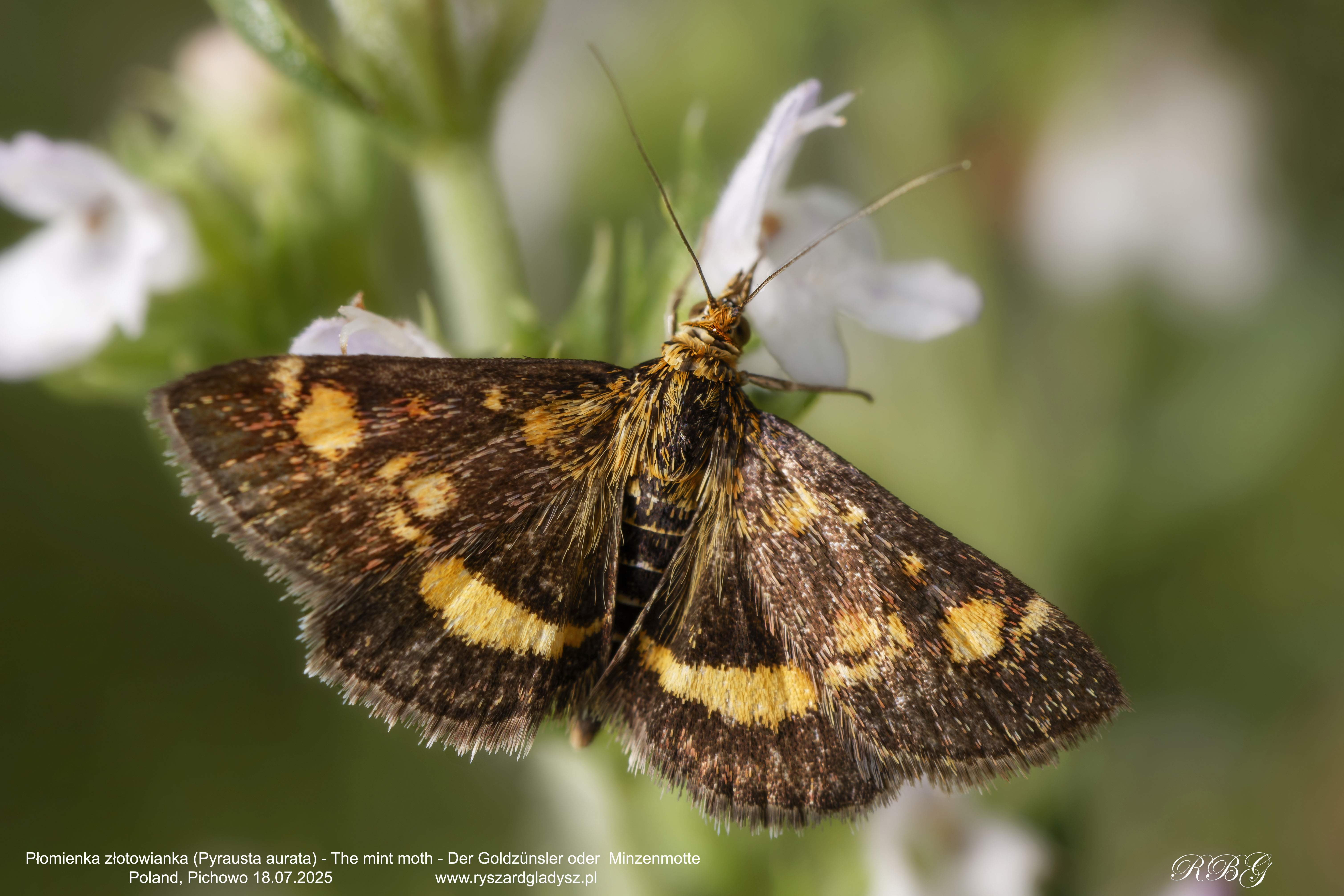 Płomienka złotowianka, Pyrausta aurata, The mint moth,  Der Goldzünsler oder  Minzenmotte