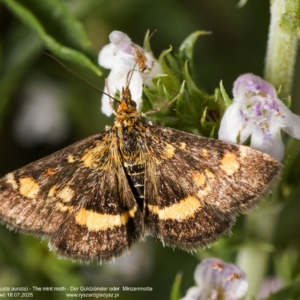 Płomienka złotowianka, Pyrausta aurata, The mint moth,  Der Goldzünsler oder  Minzenmotte