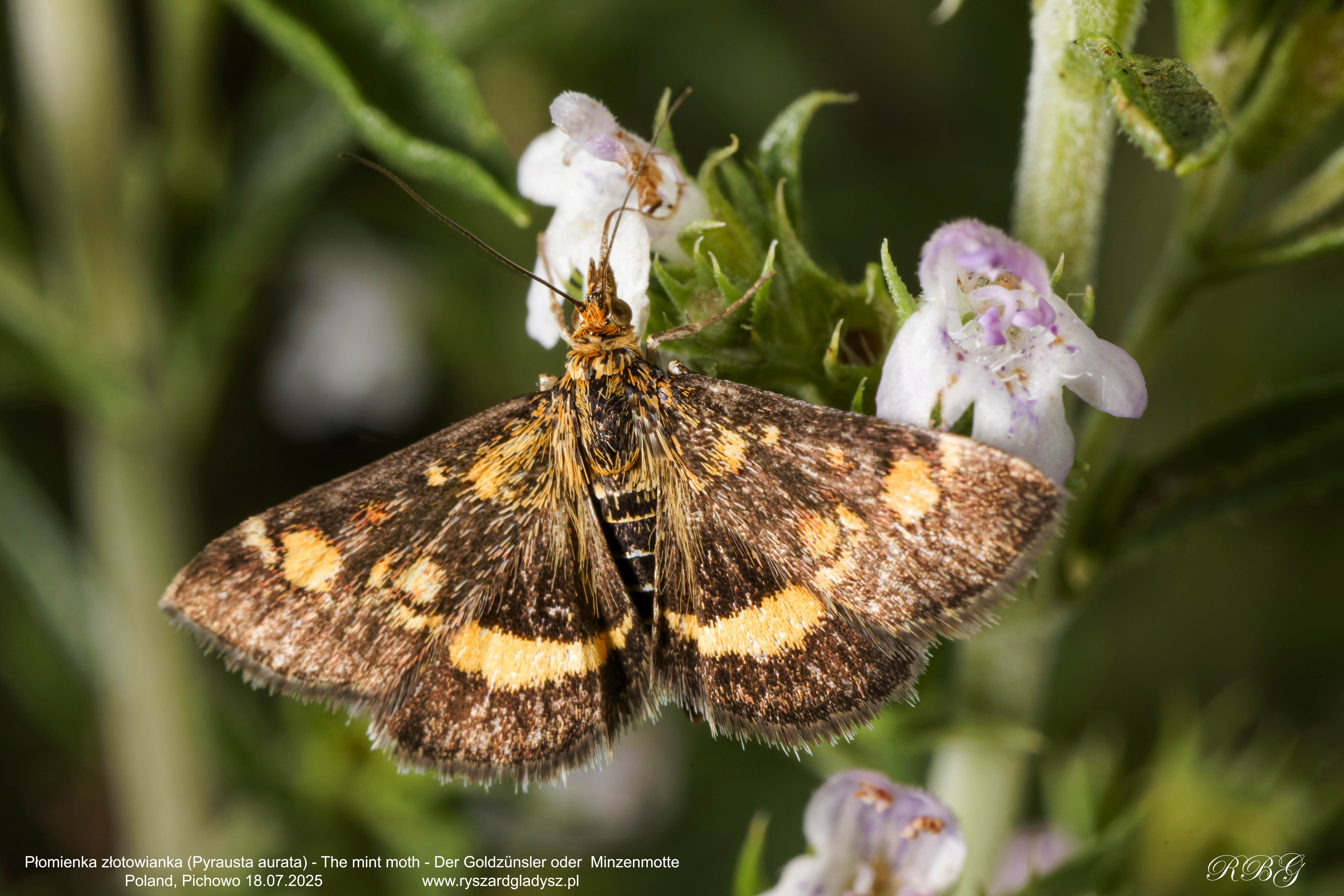 Płomienka złotowianka, Pyrausta aurata, The mint moth,  Der Goldzünsler oder  Minzenmotte