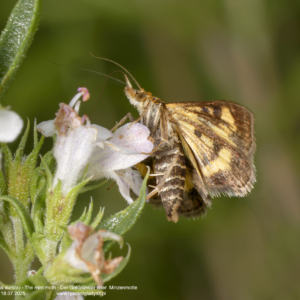 Płomienka złotowianka, Pyrausta aurata, The mint moth,  Der Goldzünsler oder  Minzenmotte