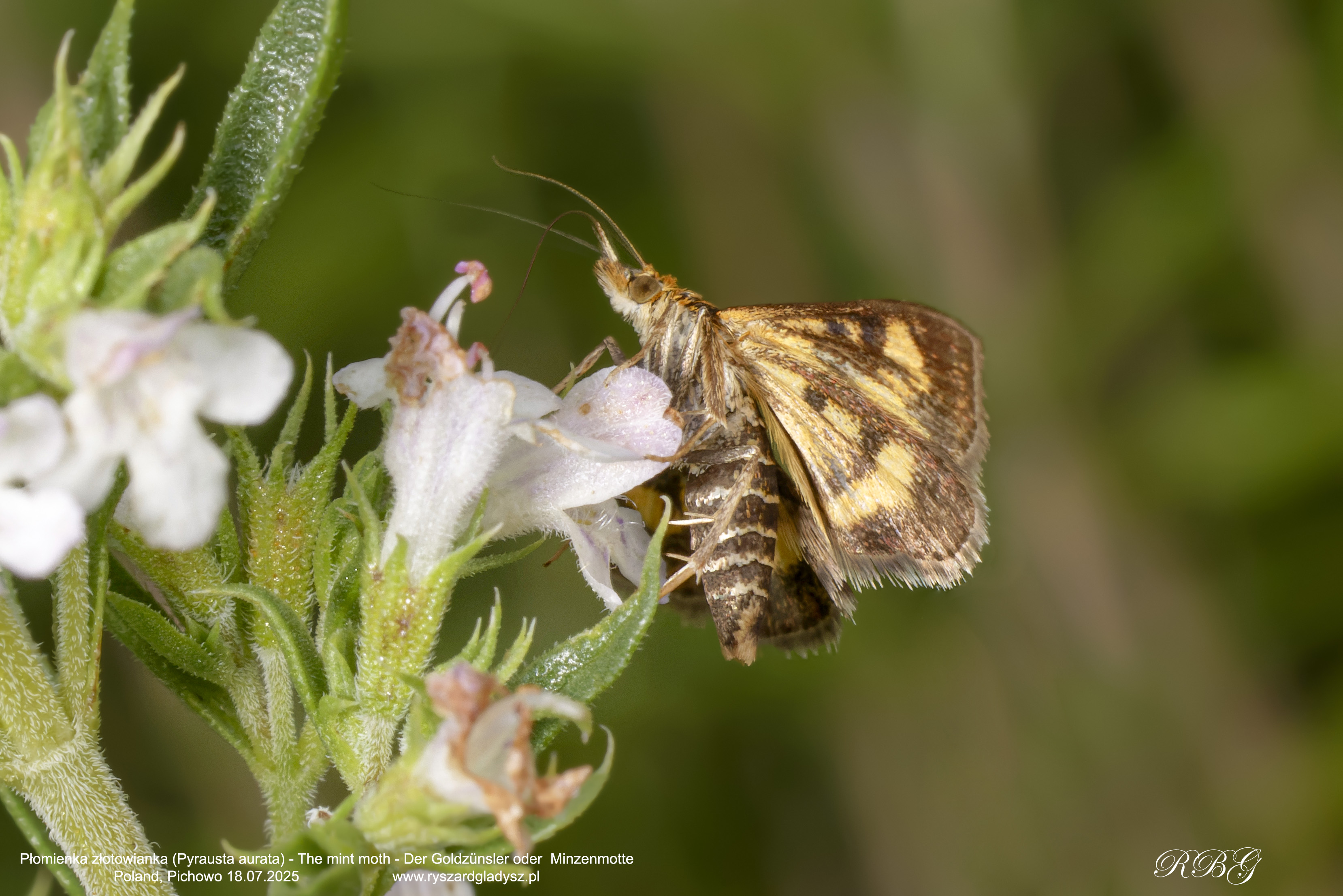 Płomienka złotowianka, Pyrausta aurata, The mint moth,  Der Goldzünsler oder  Minzenmotte