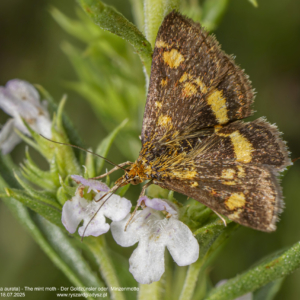 Płomienka złotowianka, Pyrausta aurata, The mint moth,  Der Goldzünsler oder  Minzenmotte