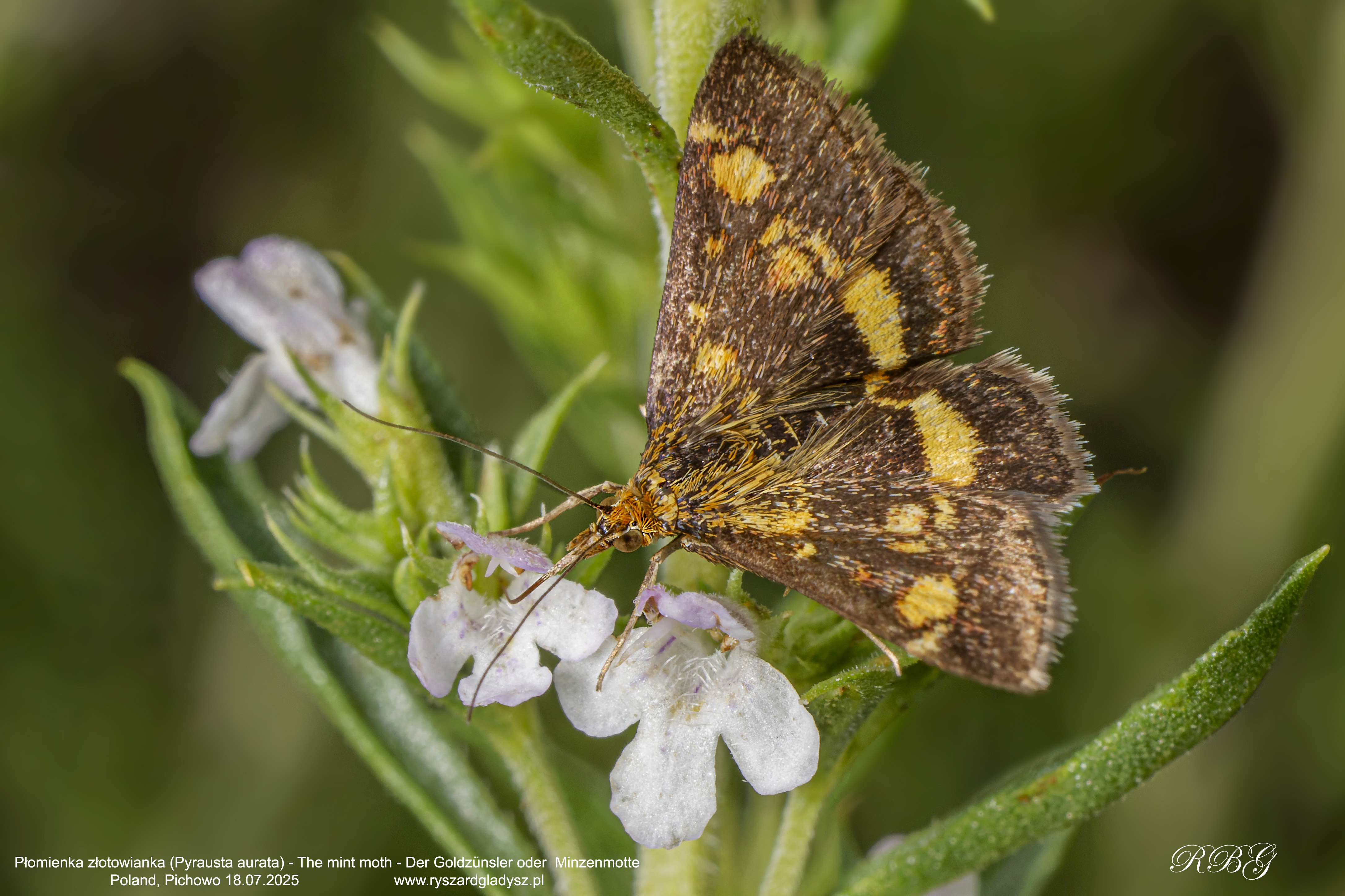 Płomienka złotowianka, Pyrausta aurata, The mint moth,  Der Goldzünsler oder  Minzenmotte