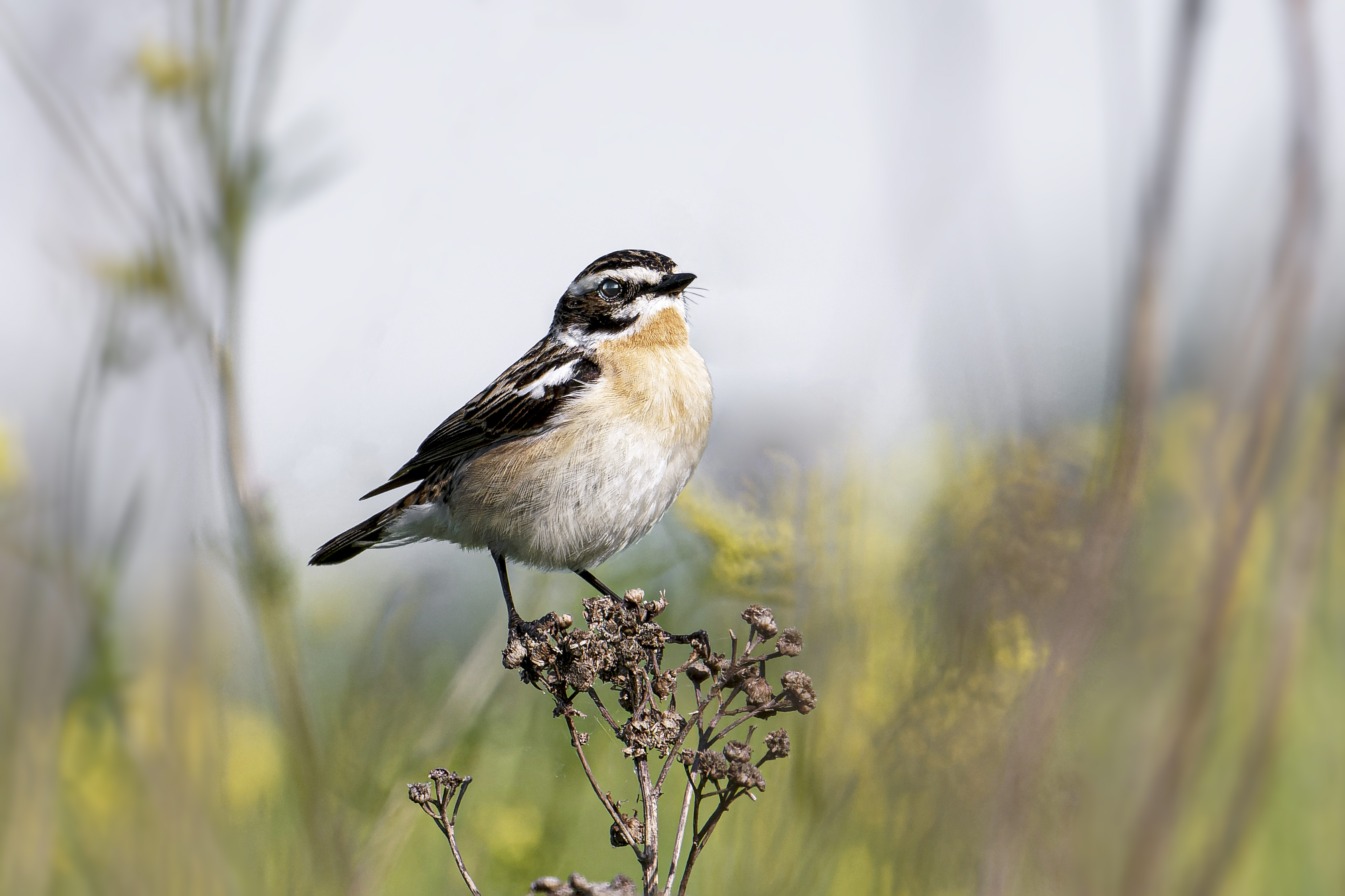 Pokląskwa, Saxicola rubetra, Whinchat, Das Braunkehlchen, Луговой чекан