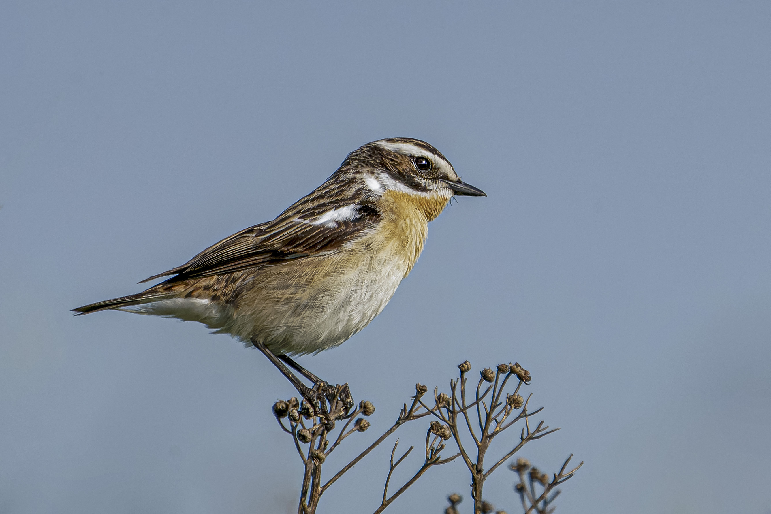 Pokląskwa, Saxicola rubetra, Whinchat, Das Braunkehlchen, Луговой чекан
