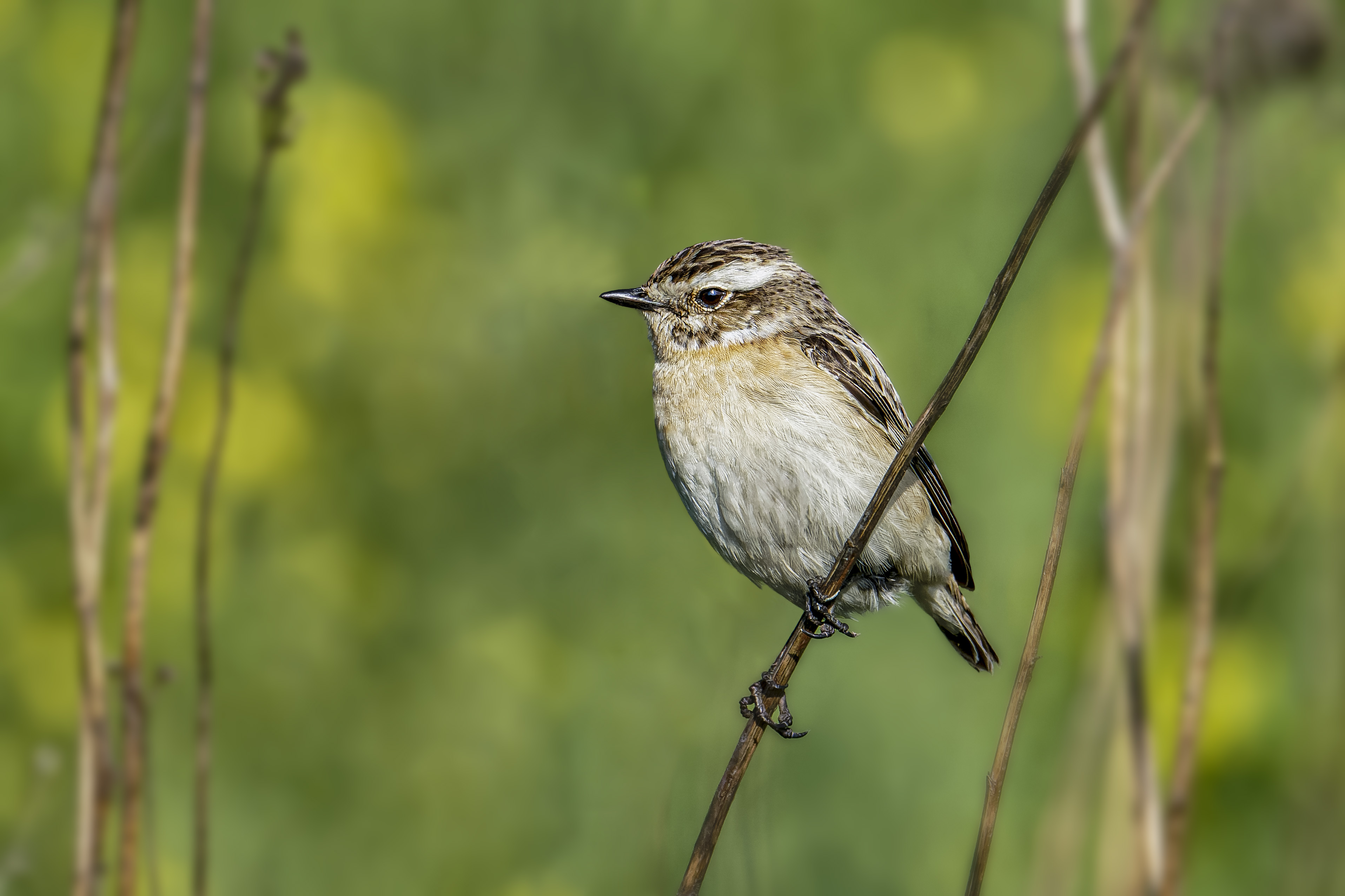 Pokląskwa, Saxicola rubetra, Whinchat, Das Braunkehlchen, Луговой чекан