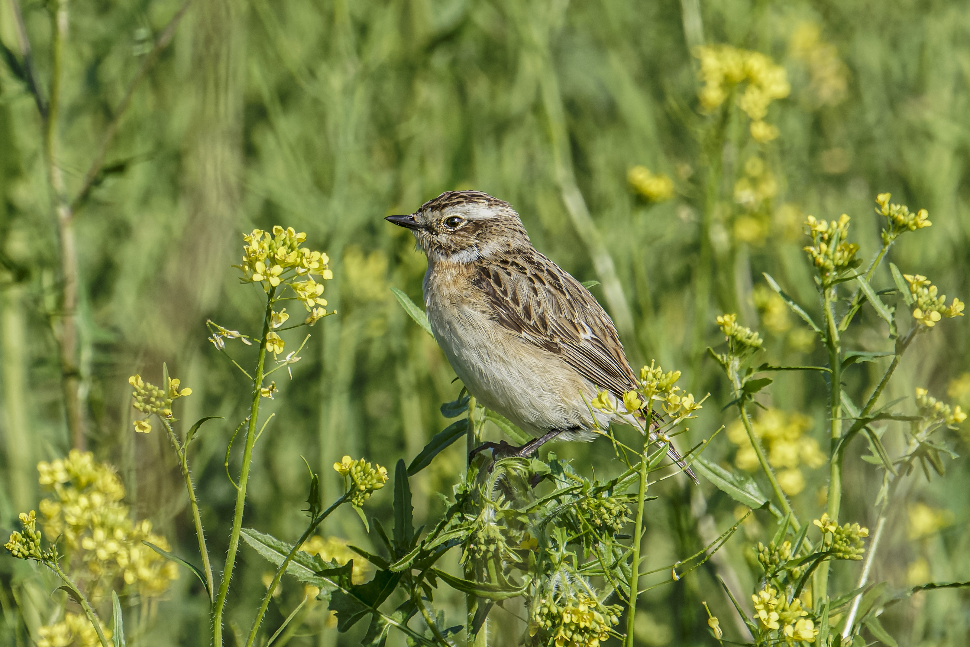 Pokląskwa, Saxicola rubetra, Whinchat, Das Braunkehlchen, Луговой чекан