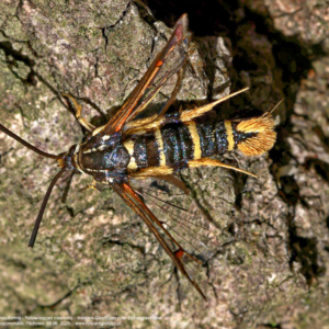 Przeziernik bukowiec - Synanthedon vespiformis - Yellow-legged clearwing - Wespen-Glasflügler oder Eichenglasflügler Motyle, ćmy, przeziernikowate, butterflies, moths, Schmetterlinge, owady, insects, Insekten