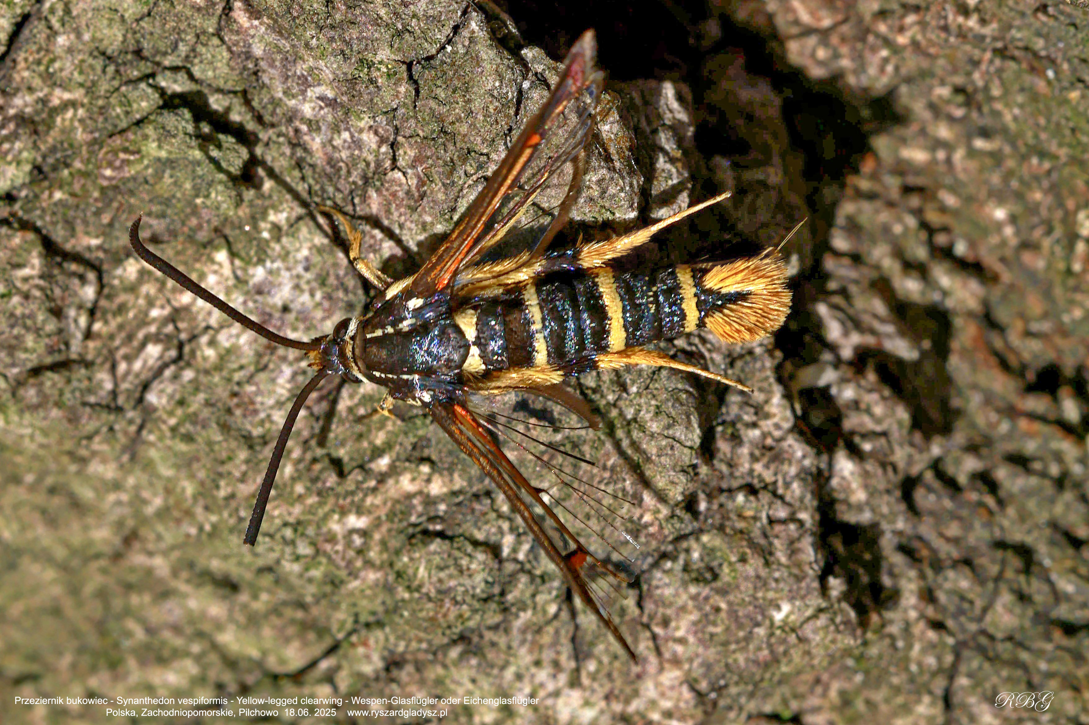 Przeziernik bukowiec, Synanthedon vespiformis, Yellow-legged clearwing, Wespen-Glasflügler oder Eichenglasflügler