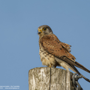 Pustułka 0893 Pustułka, Falco tinnunculus, Common kestrel, Der Turmfalke, Обыкновенная пустельга