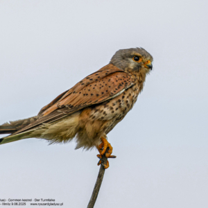 Pustułka 6323 Pustułka, Falco tinnunculus, Common kestrel, Der Turmfalke, Обыкновенная пустельга