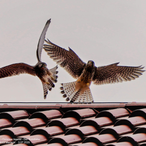 Pustułka 8637 Pustułka, Falco tinnunculus, Common kestrel, Der Turmfalke, Обыкновенная пустельга