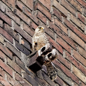 Pustułka 8767 Pustułka, Falco tinnunculus, Common kestrel, Der Turmfalke, Обыкновенная пустельга