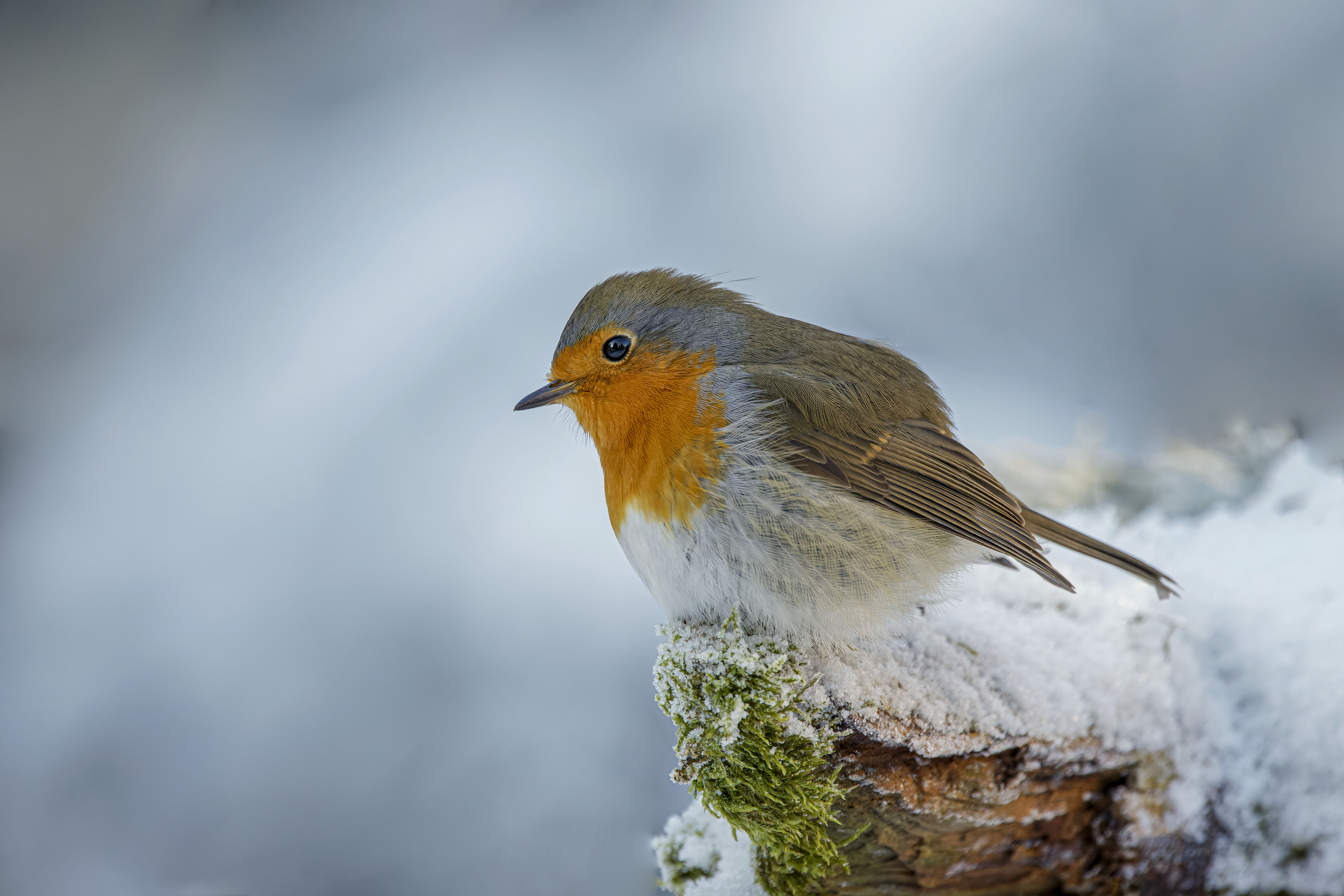Rudzik, Erithacus rubecula, European robin, Das Rotkehlchen, Зарянка