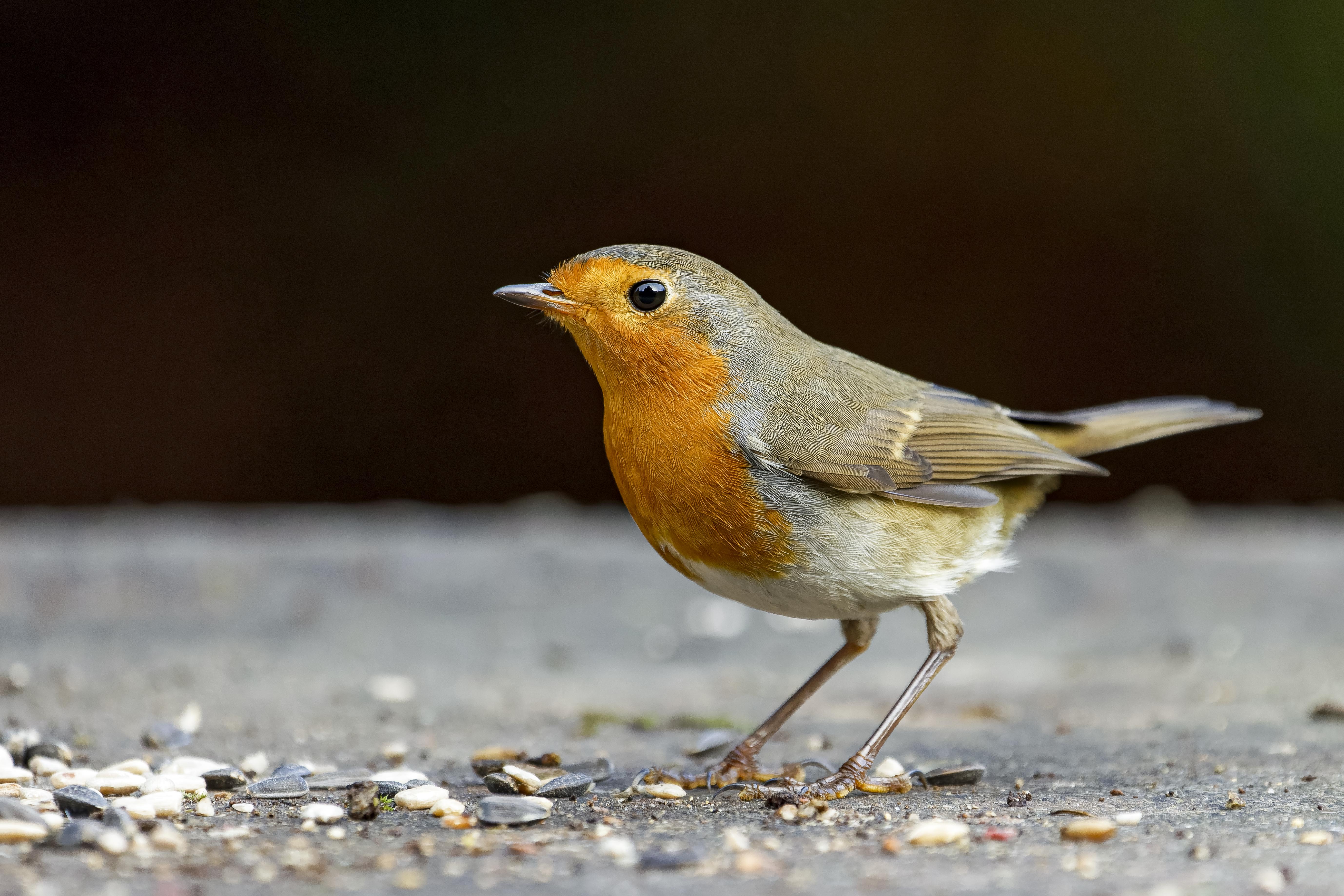 Rudzik, Erithacus rubecula, European robin, Das Rotkehlchen, Зарянка