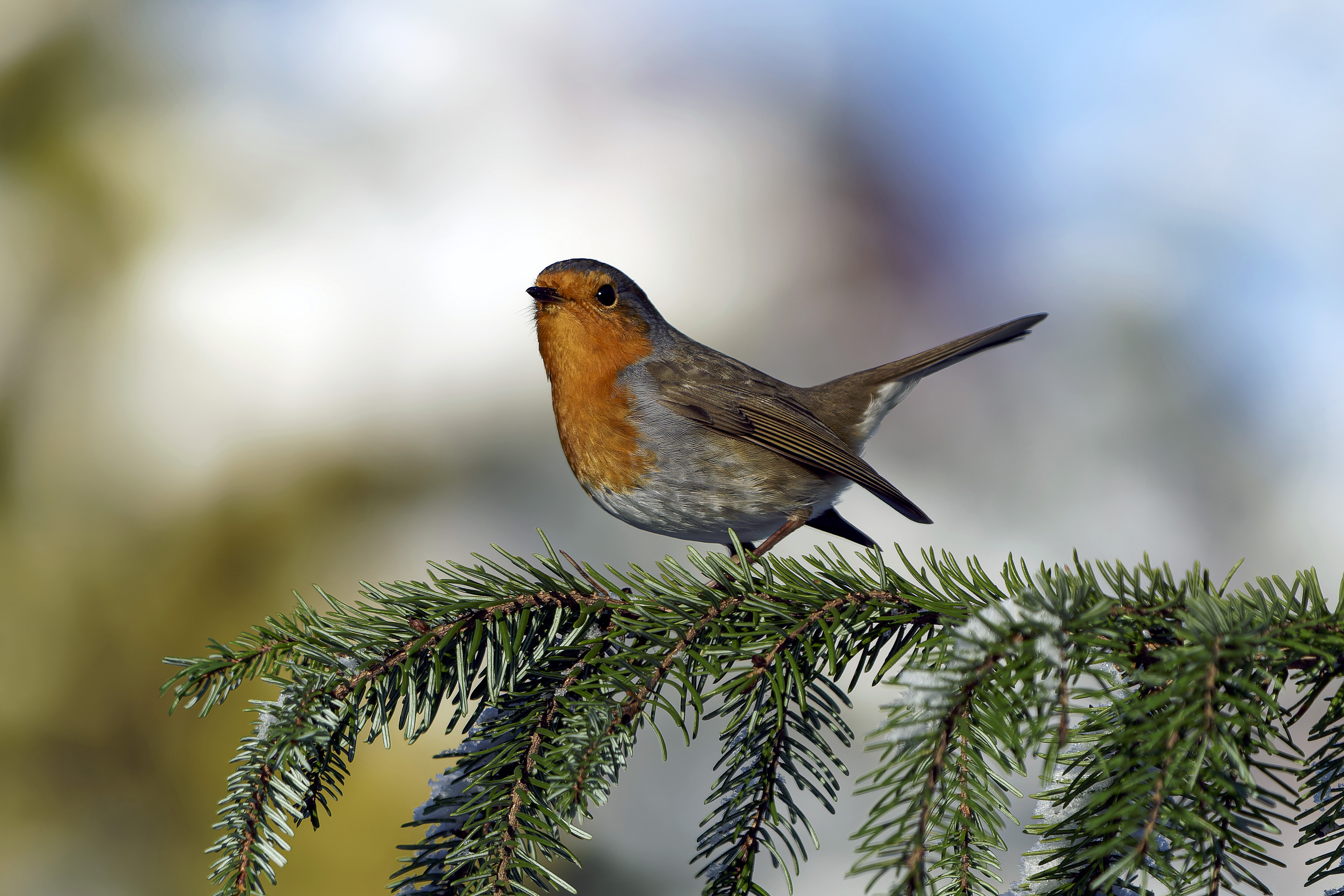 Rudzik, Erithacus rubecula, European robin, Das Rotkehlchen, Зарянка