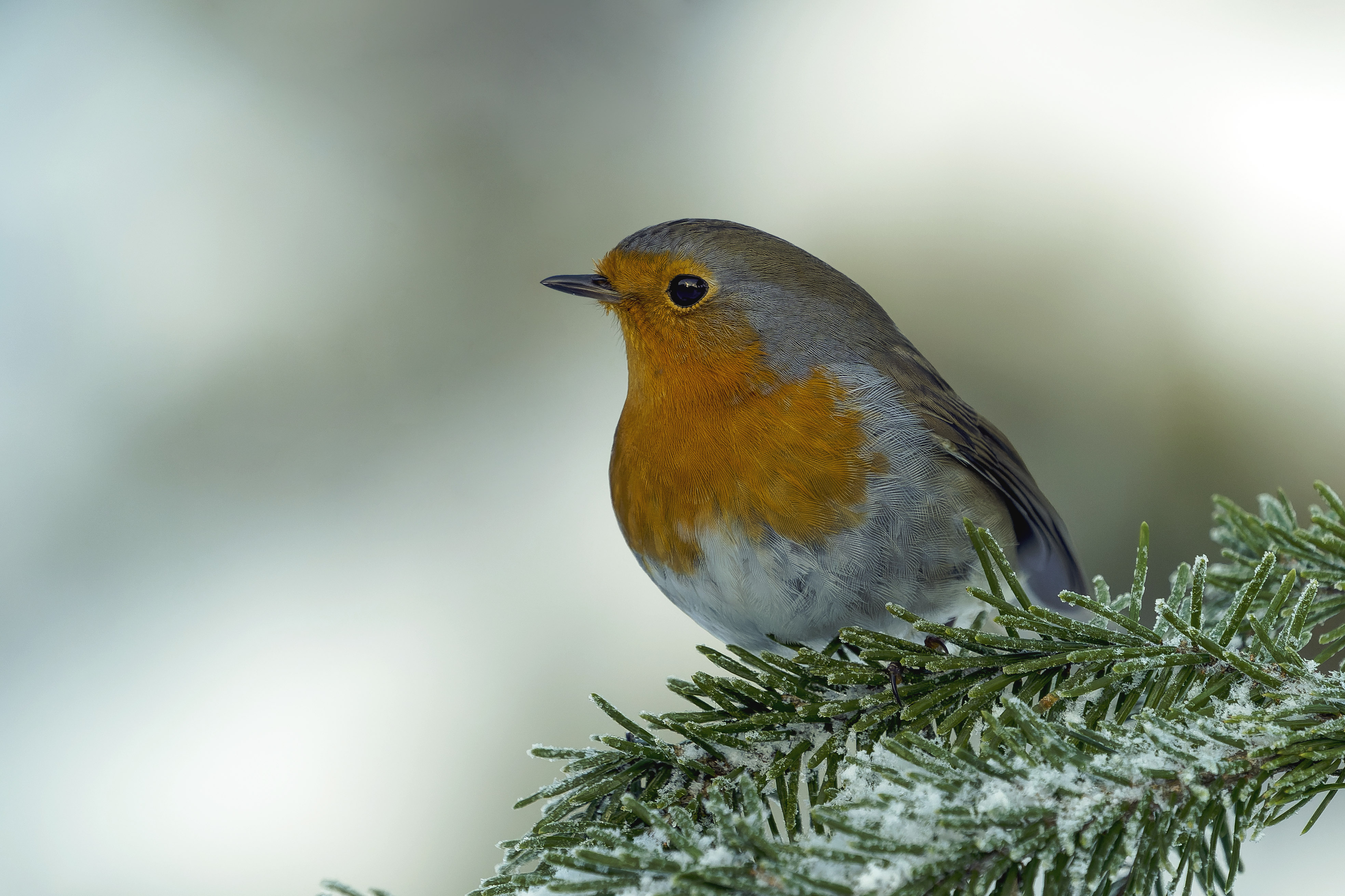 Rudzik, Erithacus rubecula, European robin, Das Rotkehlchen, Зарянка