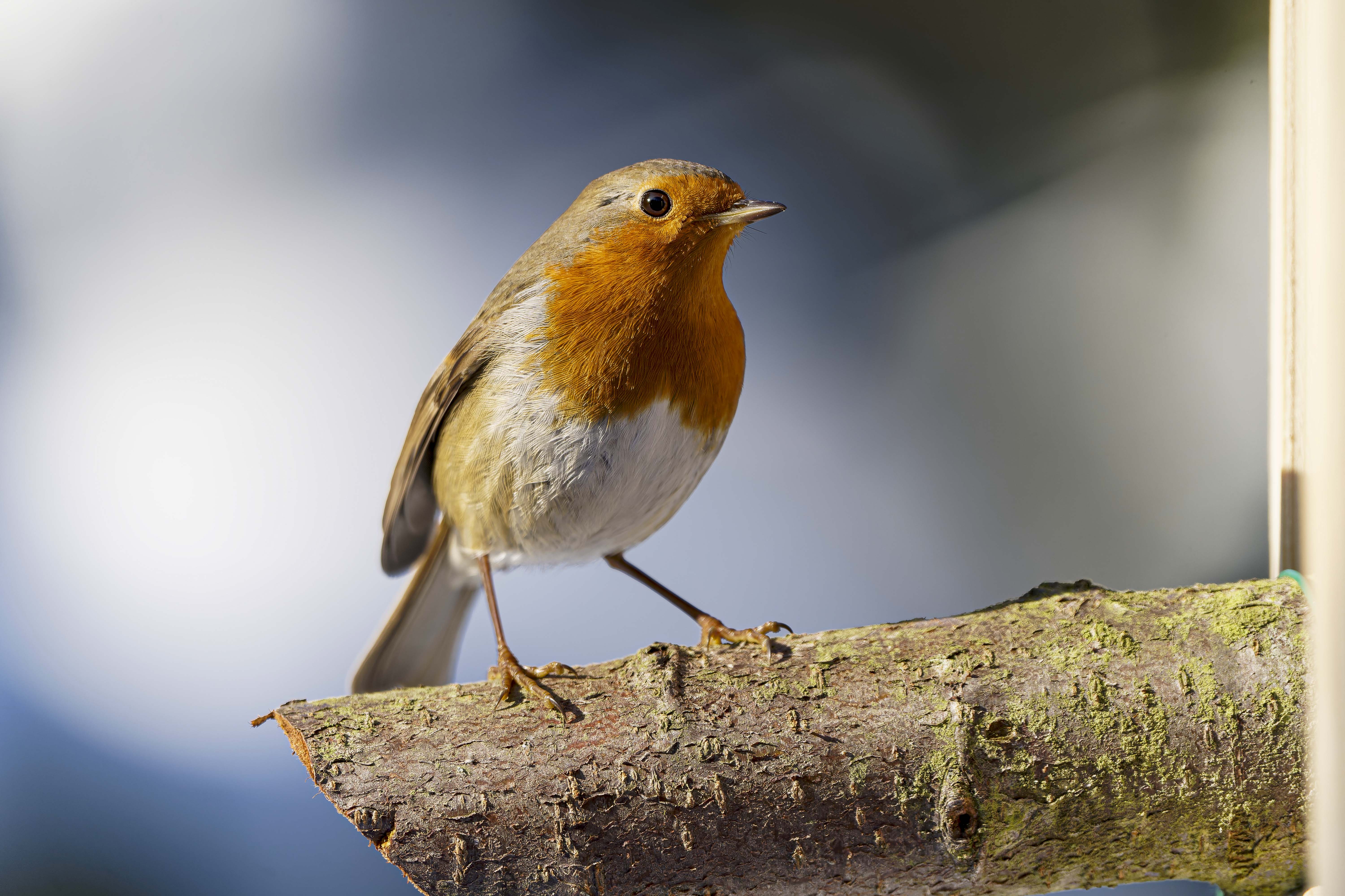 Rudzik, Erithacus rubecula, European robin, Das Rotkehlchen, Зарянка