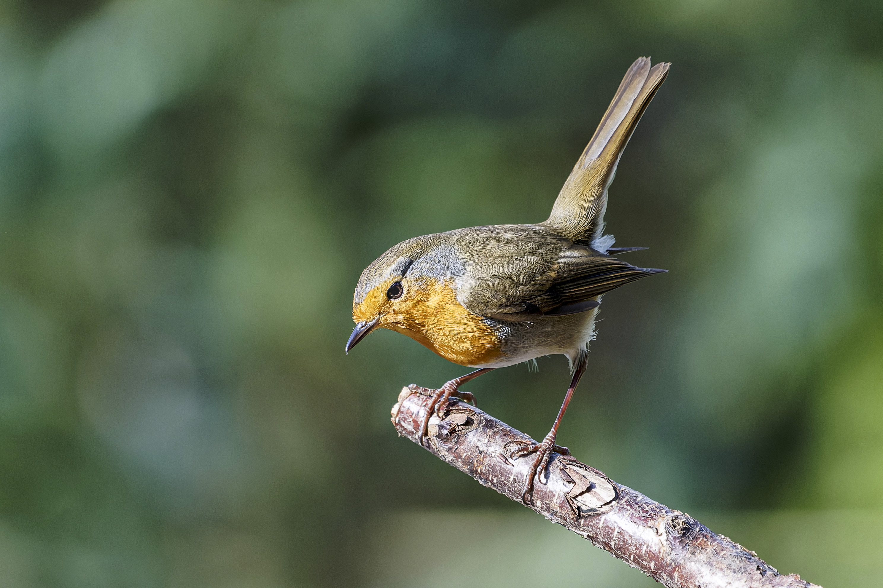 Rudzik, Erithacus rubecula, European robin, Das Rotkehlchen, Зарянка
