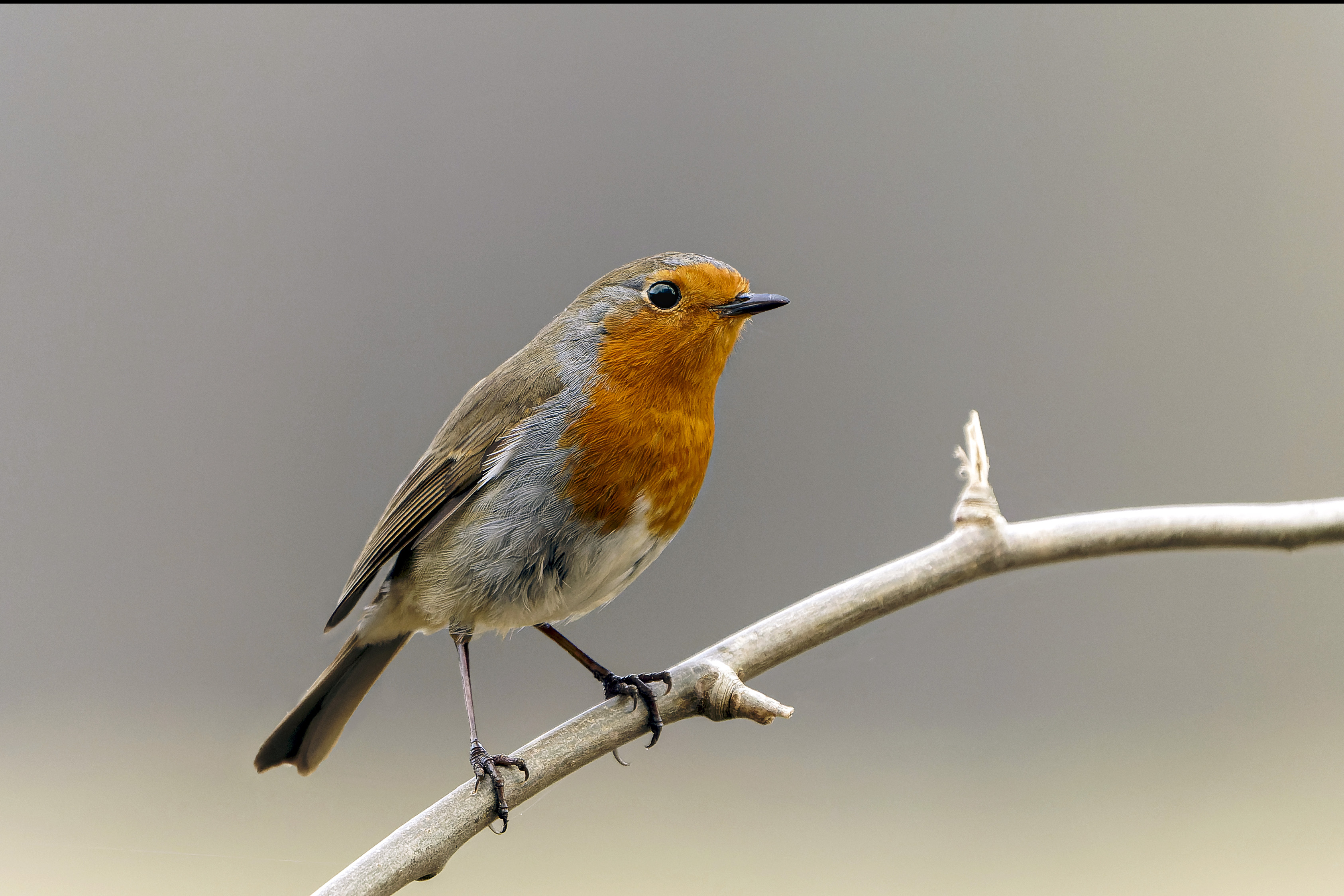 Rudzik, Erithacus rubecula, European robin, Das Rotkehlchen, Зарянка