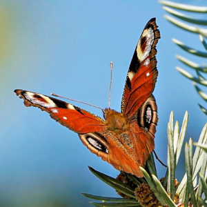 Rusałka pawik, Aglais io, Peacock butterfly, Das Tagpfauenauge
