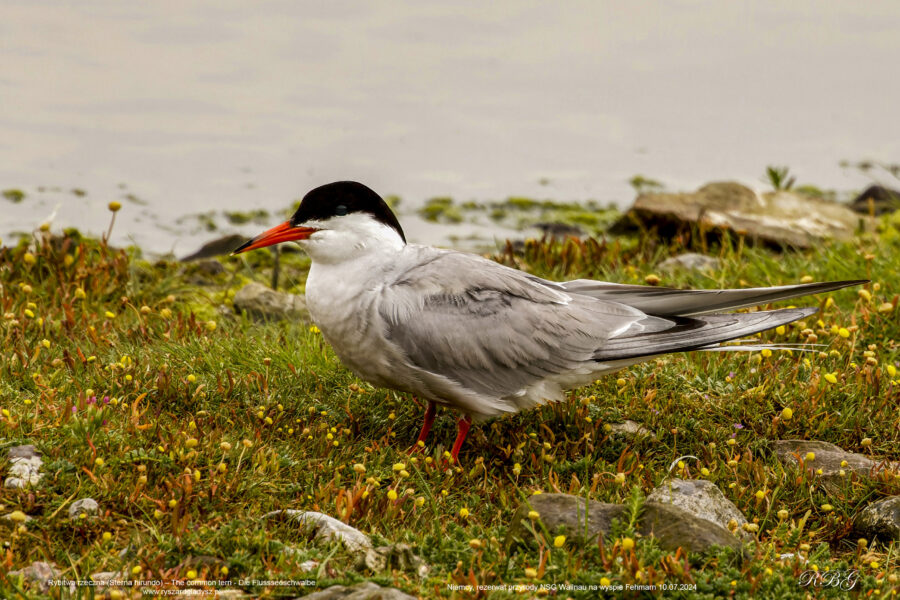 Rybitwa rzeczna, Sterna hirundo, The common tern, Die Flussseeschwalbe Ptaki, wodne, morskie, siewkowe, mewowce, mewowate, rybitwy, birds, seabirds, laridae, Vogel, Vögel, Regenpfeiferartige, Seeschwalben