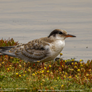 Rybitwa rzeczna 0024 Rybitwa rzeczna, Sterna hirundo, The common tern, Die Flussseeschwalbe, Речная крачка