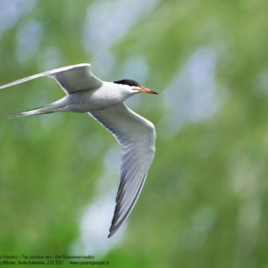 Rybitwa rzeczna 4302 Rybitwa rzeczna, Sterna hirundo, The common tern, Die Flussseeschwalbe, Речная крачка