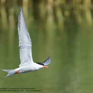 Rybitwa rzeczna 4356 Rybitwa rzeczna, Sterna hirundo, The common tern, Die Flussseeschwalbe, Речная крачка