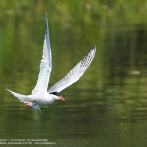 Rybitwa rzeczna 4413 Rybitwa rzeczna, Sterna hirundo, The common tern, Die Flussseeschwalbe, Речная крачка