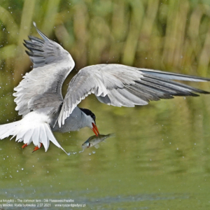 Rybitwa rzeczna 4759 Rybitwa rzeczna, Sterna hirundo, The common tern, Die Flussseeschwalbe, Речная крачка