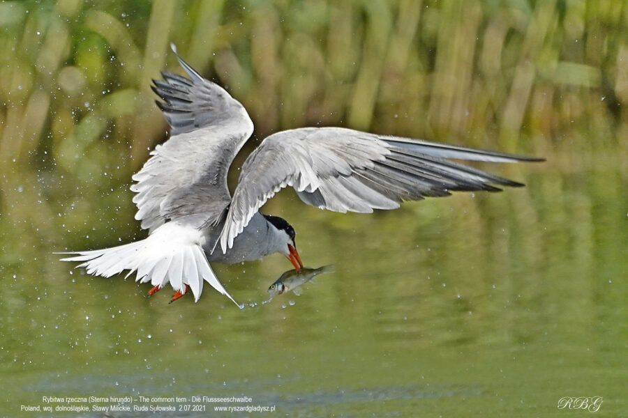 Rybitwa rzeczna, Sterna hirundo, The common tern, Die Flussseeschwalbe Ptaki, wodne, morskie, siewkowe, mewowce, mewowate, rybitwy, birds, seabirds, laridae, Vogel, Vögel, Regenpfeiferartige, Seeschwalben