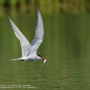 Rybitwa rzeczna 4799 Rybitwa rzeczna, Sterna hirundo, The common tern, Die Flussseeschwalbe, Речная крачка
