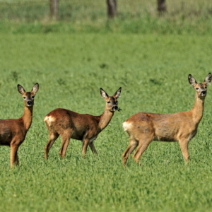 Sarna, Capreolus capreolus, Roe deer, Das Reh, Козуля