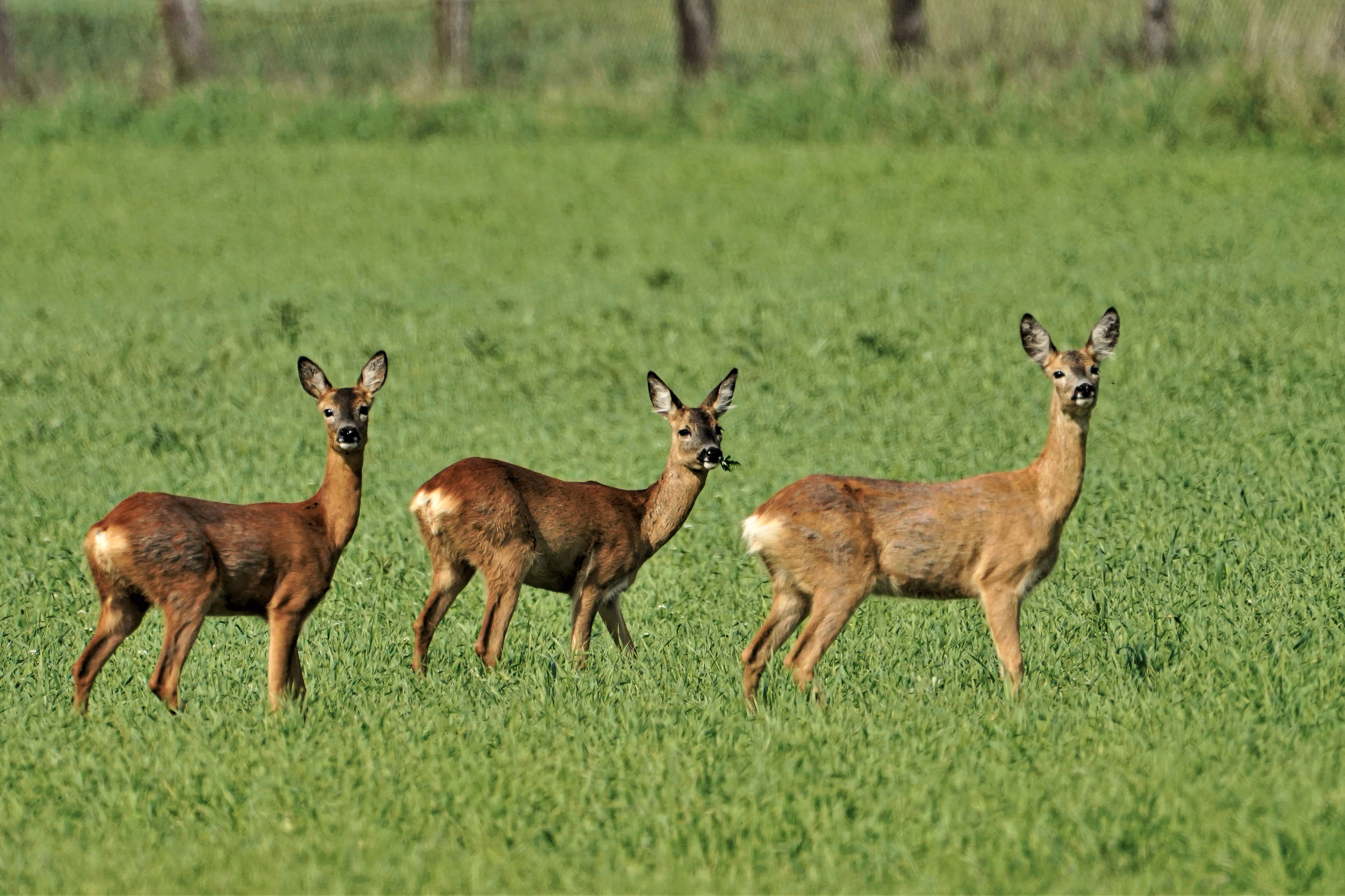 Sarna, Capreolus capreolus, Roe deer, Das Reh, Козуля