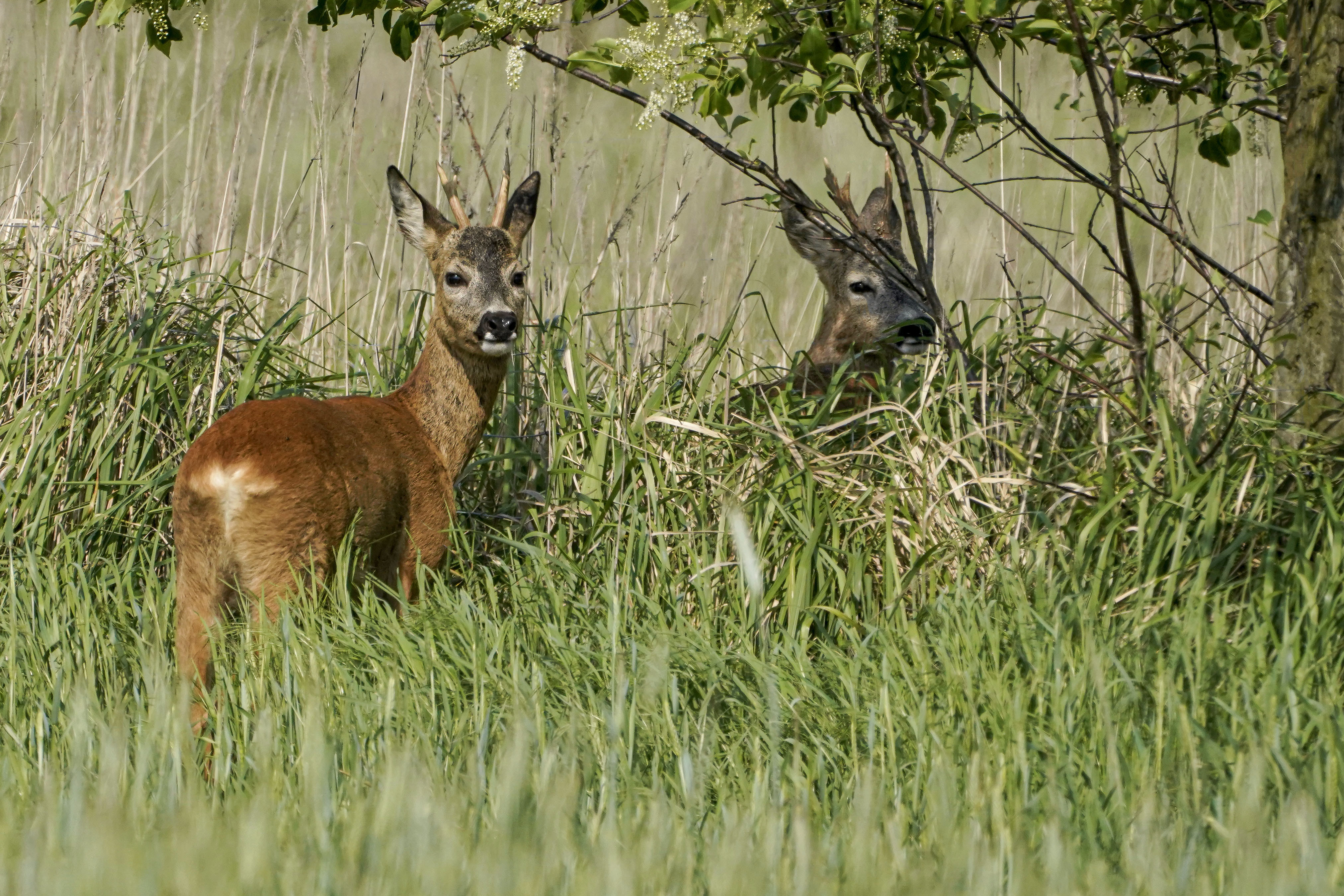 Sarna, Capreolus capreolus, Roe deer, Das Reh, Козуля