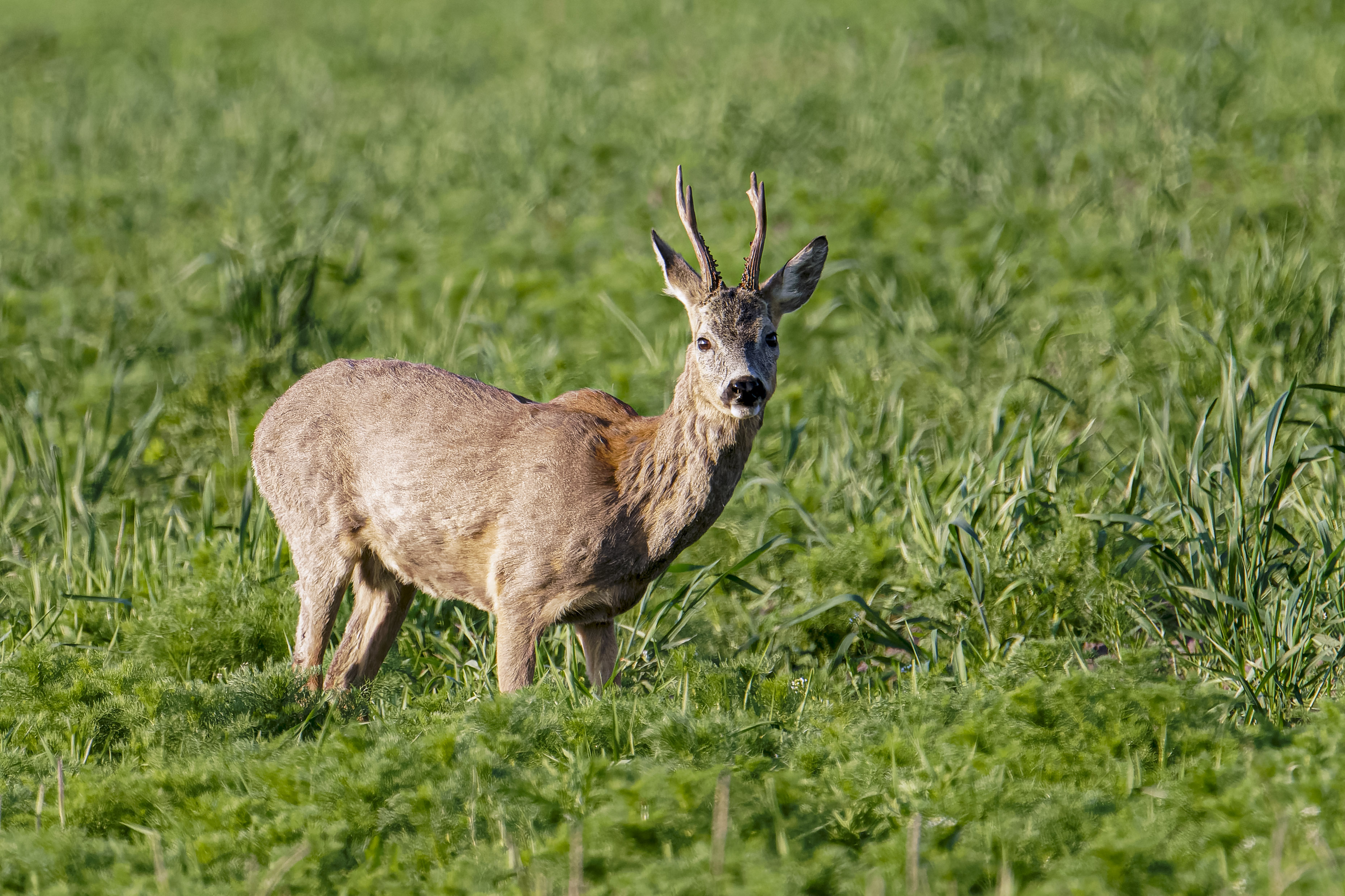 Sarna, Capreolus capreolus, Roe deer, Das Reh, Козуля