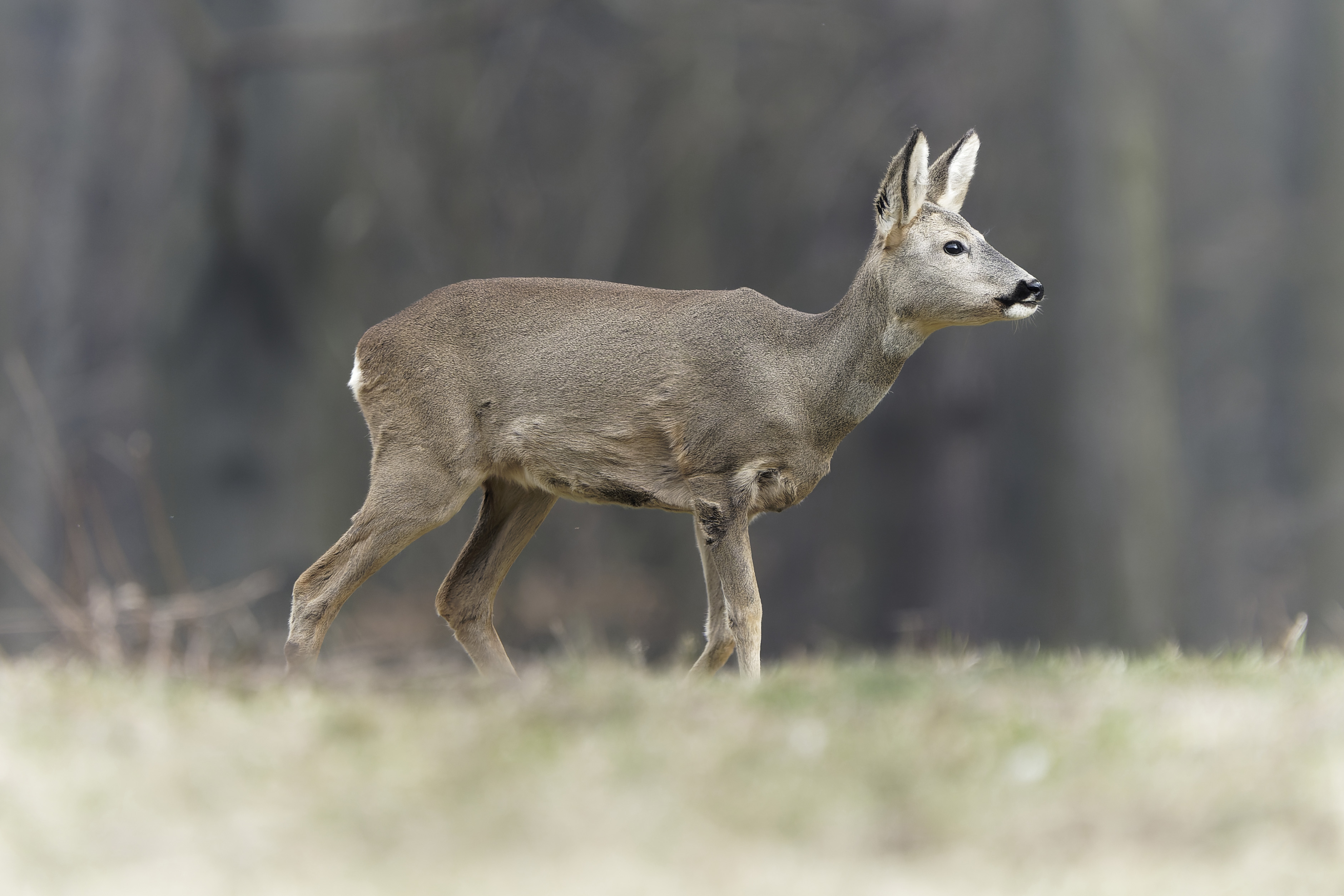 Sarna, Capreolus capreolus, Roe deer, Das Reh, Козуля